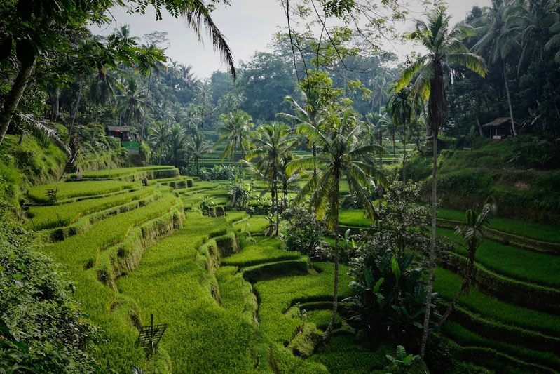 Jungle & Rice Terrace wedding setting in Bali